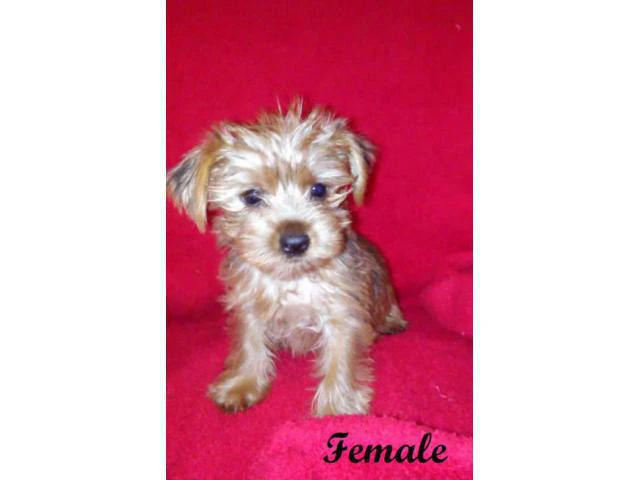 yorkshire terrier for sale - 6/6