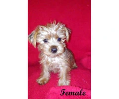 yorkshire terrier for sale - 6