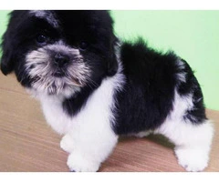 shih tzu puppies for sale indiana