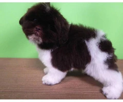 shih tzu puppies for sale indiana - 2