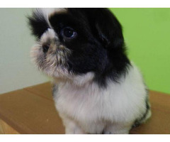 shih tzu puppies for sale indiana in Hammond, Indiana ...