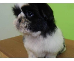 shih tzu puppies for sale indiana - 3