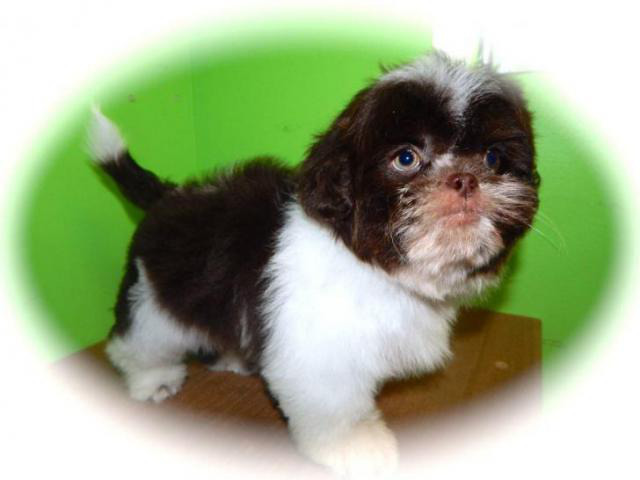 shih tzu puppies for sale indiana in Hammond, Indiana