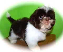 shih tzu puppies for sale indiana - 4