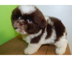 shih tzu puppies for sale indiana - 5