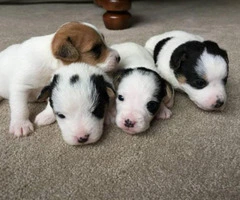 Jack Russell Terrier Puppies for Sale 2 males and 1 female