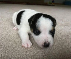 Jack Russell Terrier Puppies for Sale 2 males and 1 female - 2