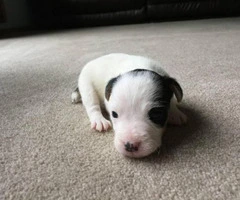 Jack Russell Terrier Puppies for Sale 2 males and 1 female - 3