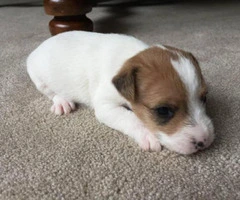 Jack Russell Terrier Puppies for Sale 2 males and 1 female - 4