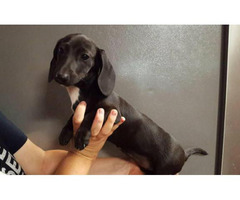 Very Sweet And Playful Mini Dachshund Puppies In Fairmont West