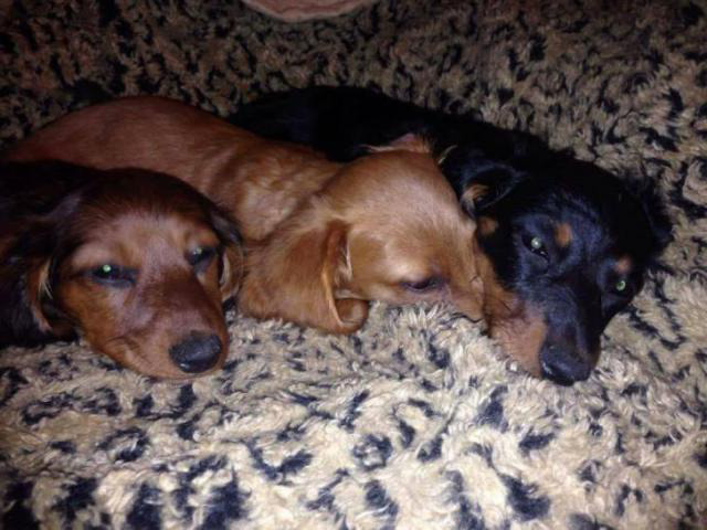Long haired and short haired Dachshund puppies in Wheeling