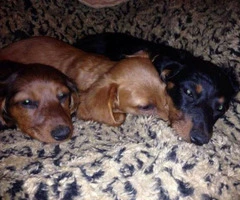 Long haired and short haired Dachshund puppies - 2