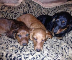 Long haired and short haired Dachshund puppies - 3
