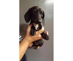 Long haired and short haired Dachshund puppies - 4