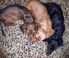 Long haired and short haired Dachshund puppies - 6
