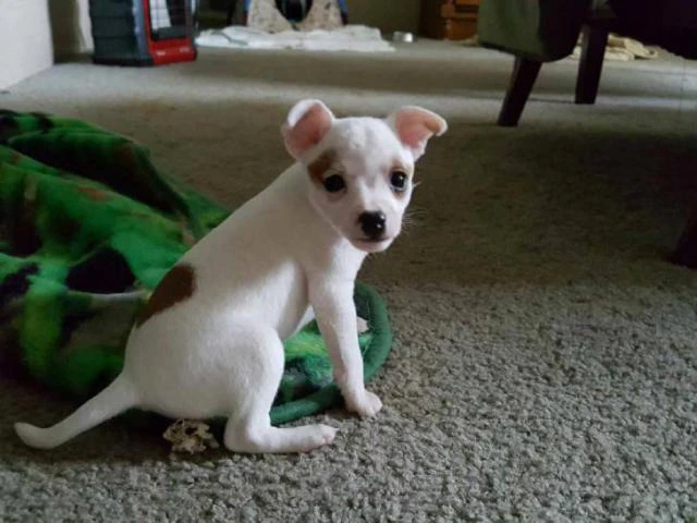 Toy Fox Terrier Puppies for Sale - 1/3