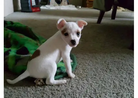 Toy Fox Terrier Puppies for Sale
