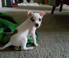 Toy Fox Terrier Puppies for Sale - 1