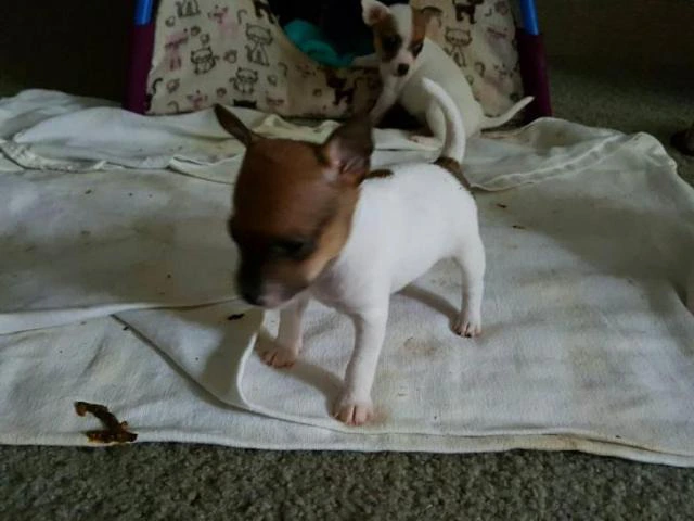 Toy Fox Terrier Puppies for Sale - 2/3