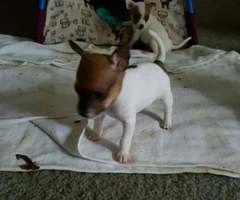 Toy Fox Terrier Puppies for Sale - 2