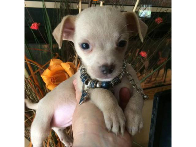 blonde chihuahua puppies for sale in Keyser, West Virginia