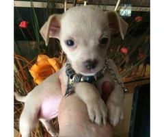 blonde chihuahua puppies for sale