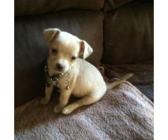 blonde chihuahua puppies for sale - 2