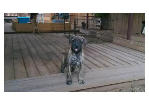 AKC registered Bullmastiff puppies