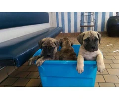 AKC registered Bullmastiff puppies