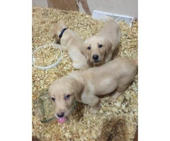 Purebred yellow lab puppies for sale - 1