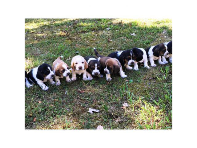 basset hound puppies for sale 6 males 4 females in Atlanta ...