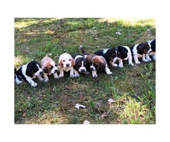 basset hound puppies for sale 6 males 4 females - 2
