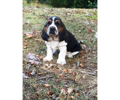 basset hound puppies for sale 6 males 4 females - 3