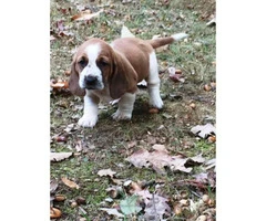 basset hound puppies for sale 6 males 4 females - 4