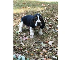 basset hound puppies for sale 6 males 4 females - 5
