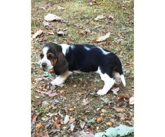 basset hound puppies for sale 6 males 4 females - 6