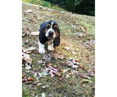 basset hound puppies for sale 6 males 4 females - 7