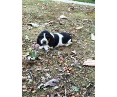 basset hound puppies for sale 6 males 4 females - 8