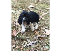 basset hound puppies for sale 6 males 4 females - 9