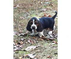 basset hound puppies for sale 6 males 4 females - 10