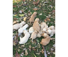 goldendoodle puppies for sale in iowa
