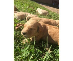 goldendoodle puppies for sale in iowa - 3