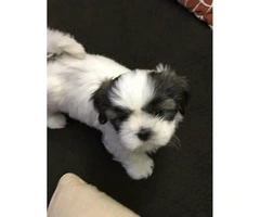 Shih Tzu Puppies for Sale in PA