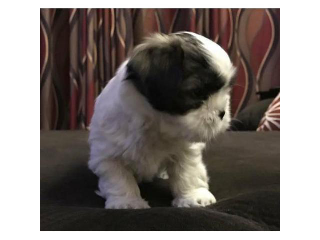 Shih Tzu Puppies for Sale in PA in Scranton, Pennsylvania ...