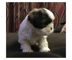 Shih Tzu Puppies for Sale in PA - 2