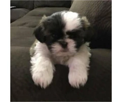 Shih Tzu Puppies for Sale in PA - 3