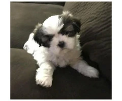 Shih Tzu Puppies for Sale in PA - 5