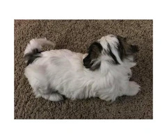 Shih Tzu Puppies for Sale in PA - 6