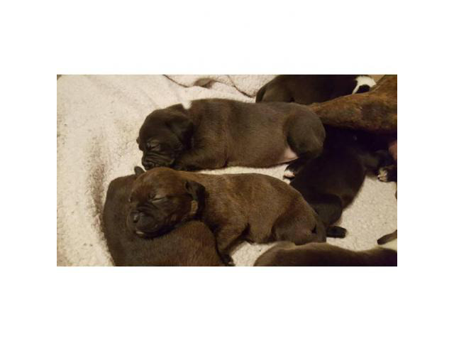 black lab pitbull mix (labrabull) puppies for sale in Flint, Michigan