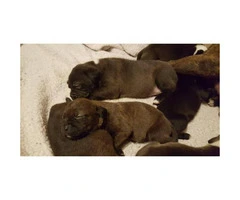 black lab pitbull mix (labrabull) puppies for sale